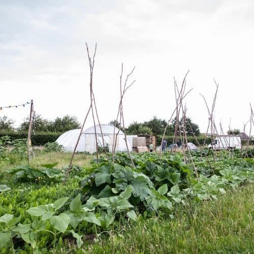 wijgaarde_terwolde_biologische_groenten_tuin_stokken